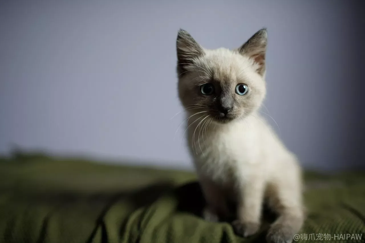 暹罗猫怎么和其他宠物和平共处?从猫狗初见到和谐相处的完整方案 暹罗猫怎么和其他宠物和平共处?从猫狗初见到和谐相处的完整方案