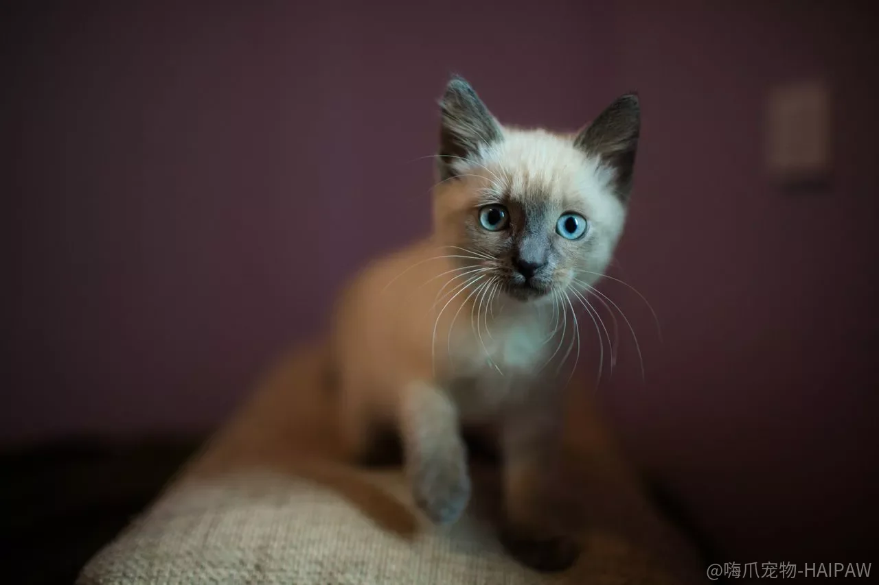 暹罗猫训练全攻略：四种基本方法让“猫中王子”变听话