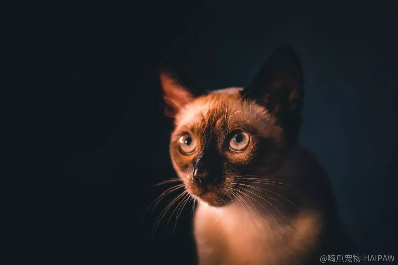 暹罗猫行为训练与性格管理：四种方法让“猫中王子”更听话