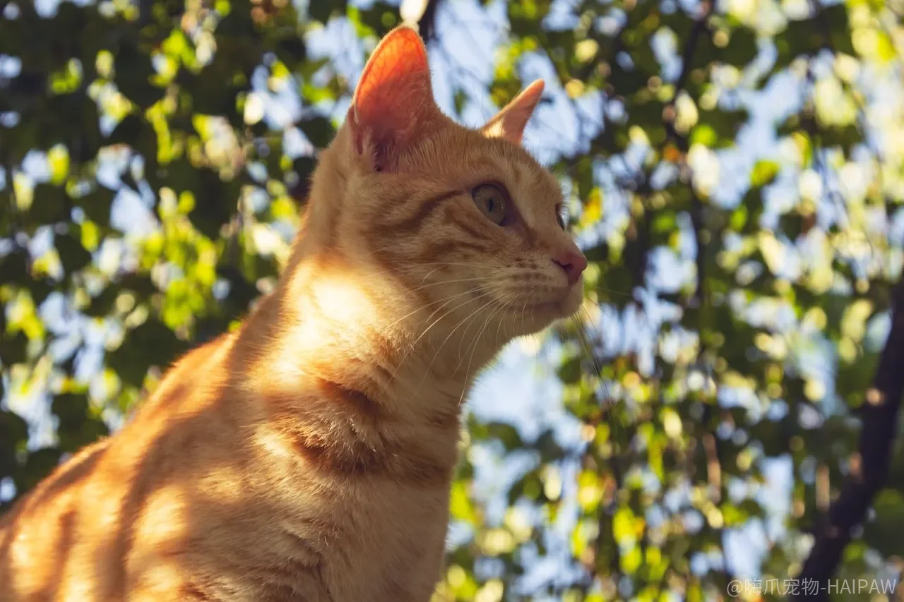 猫咪天天舔毛就够干净了？这六项护理偷懒一项都藏隐患