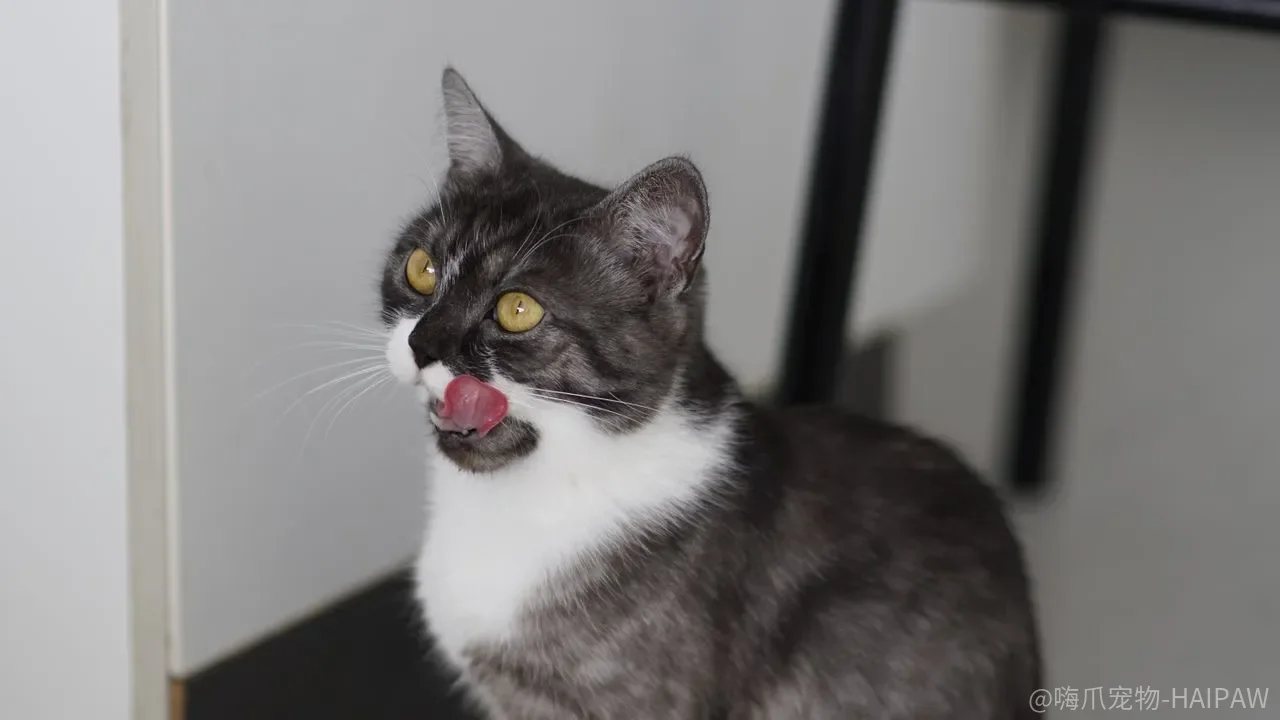 猫爬架越稳越好、猫窝越软越舒服?这四件用品的选购逻辑可能和你想的相反 猫爬架越稳越好、猫窝越软越舒服?这四件用品的选购逻辑可能和你想的相反
