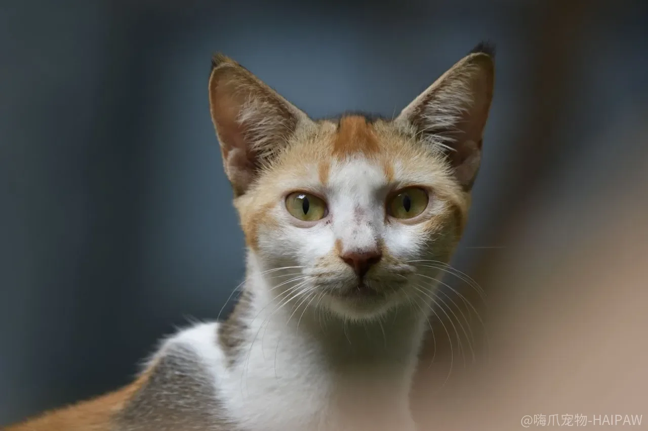 新猫一进门就合笼？多猫家庭跳过隔离的代价可能比你想象的大