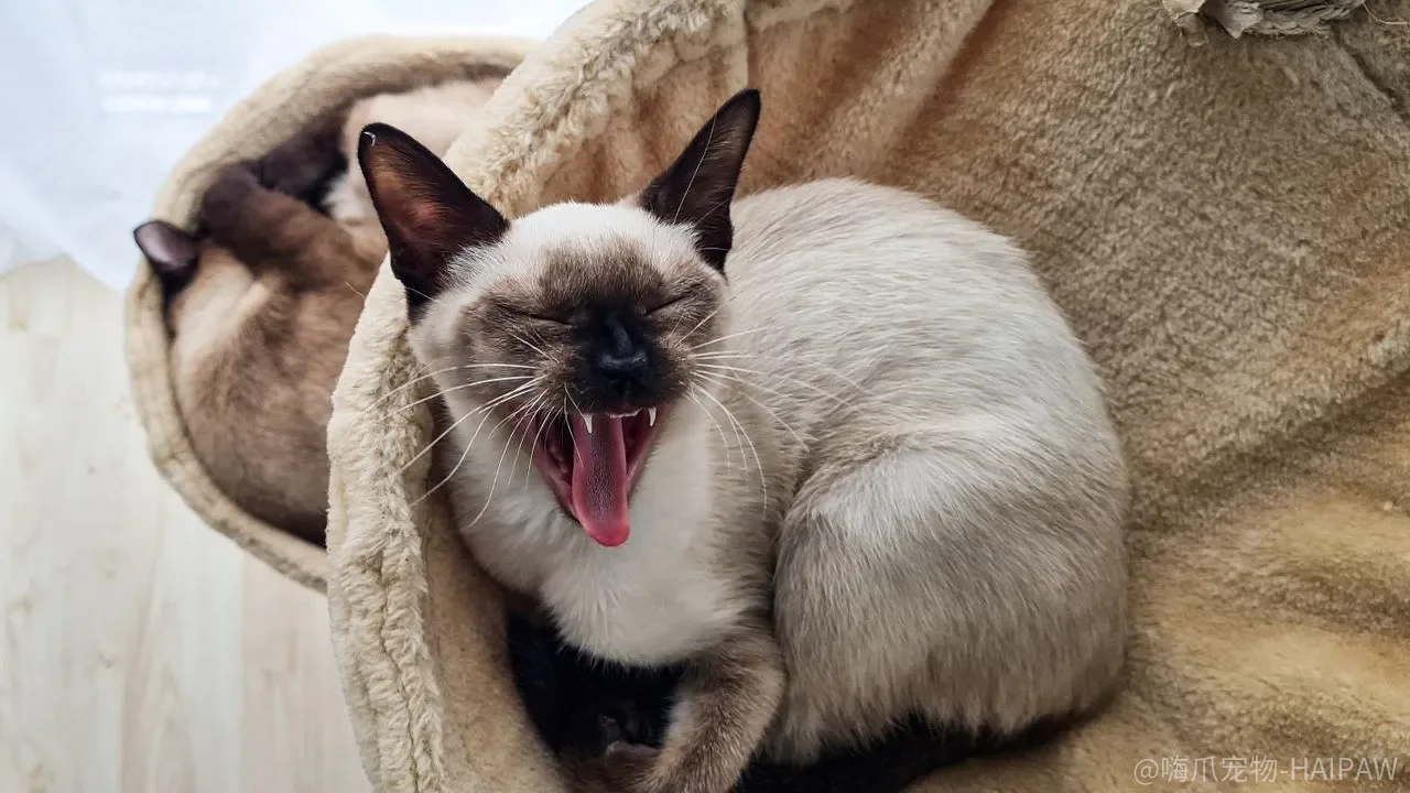 猫粮蛋白质越高就越好？五个被忽略的吸收变量才是关键