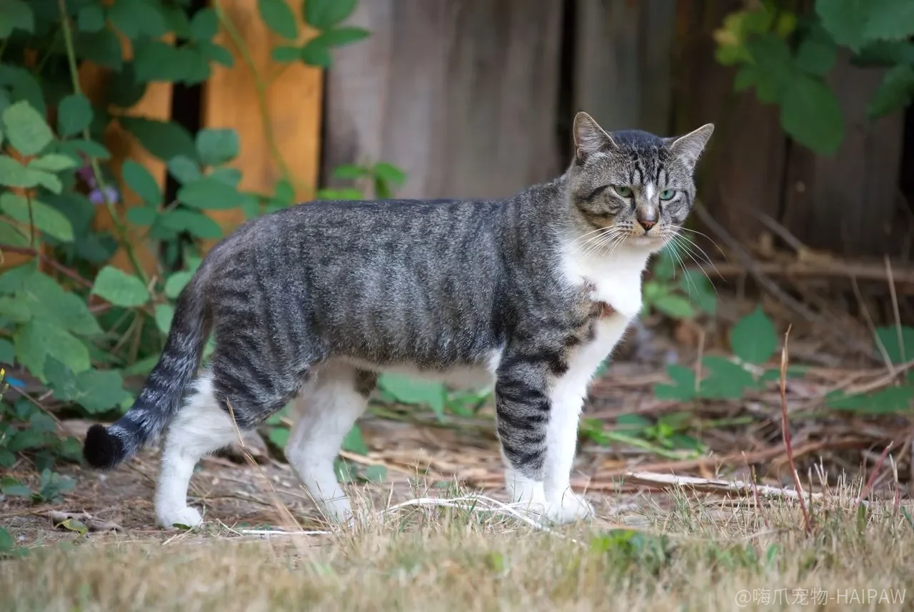 猫又吐了，是毛球还是身体在报警？别急着下结论，先看这几层