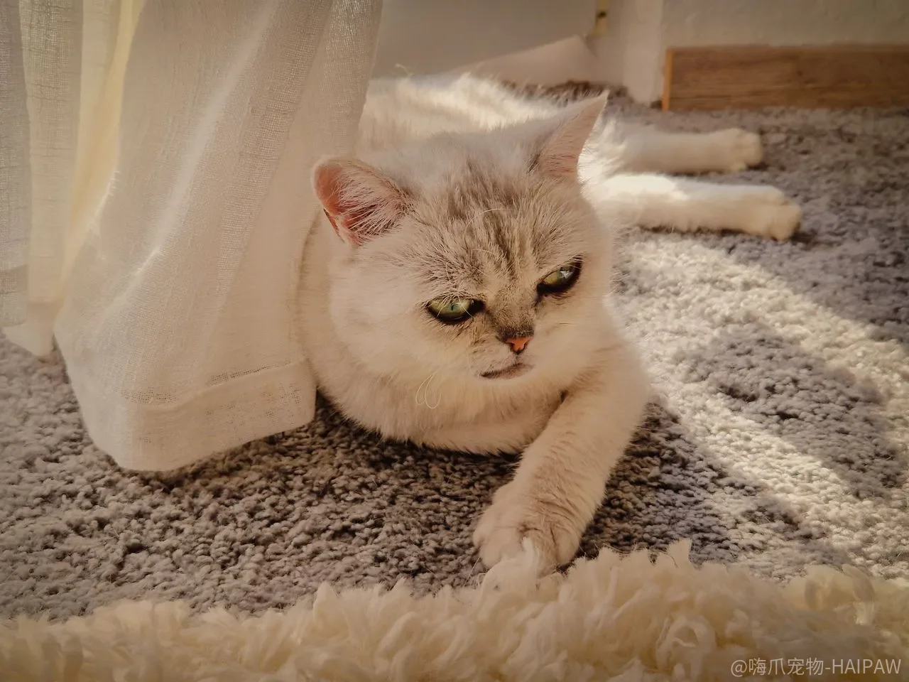 猫喝水多尿得多就是肾好?慢性肾病早期信号常藏在体重和尿比重里 猫喝水多尿得多就是肾好?慢性肾病早期信号常藏在体重和尿比重里