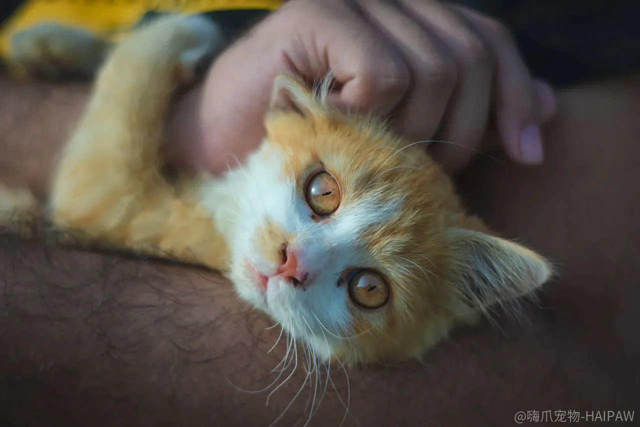 猫咪饮水机是智商税还是刚需？先看它解决了什么问题