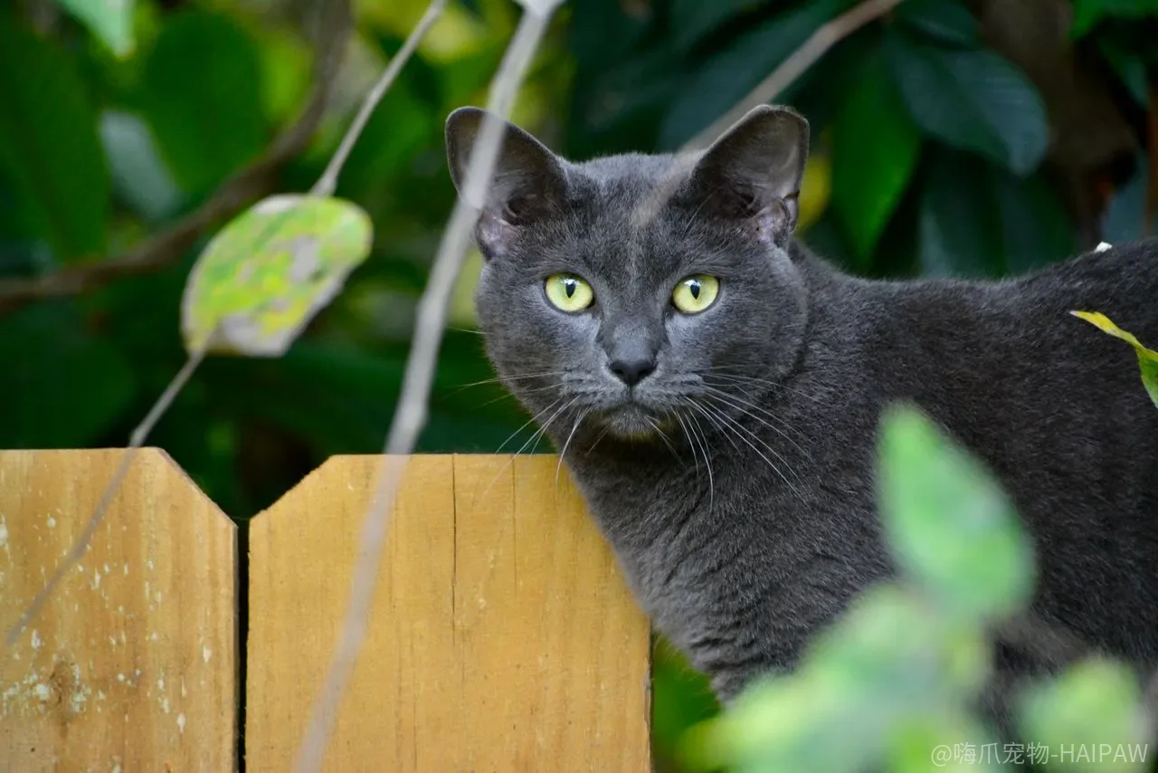猫咪流口水吃饭甩头只是牙不好?口炎背后的免疫攻击可能更棘手 猫咪流口水吃饭甩头只是牙不好?口炎背后的免疫攻击可能更棘手