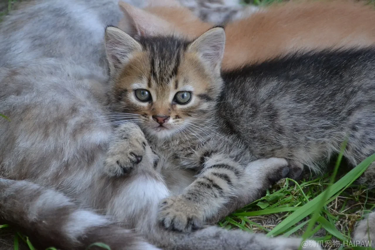 猫咪黑下巴反复发作?清洁之外还有三个被忽略的源头 猫咪黑下巴反复发作?清洁之外还有三个被忽略的源头