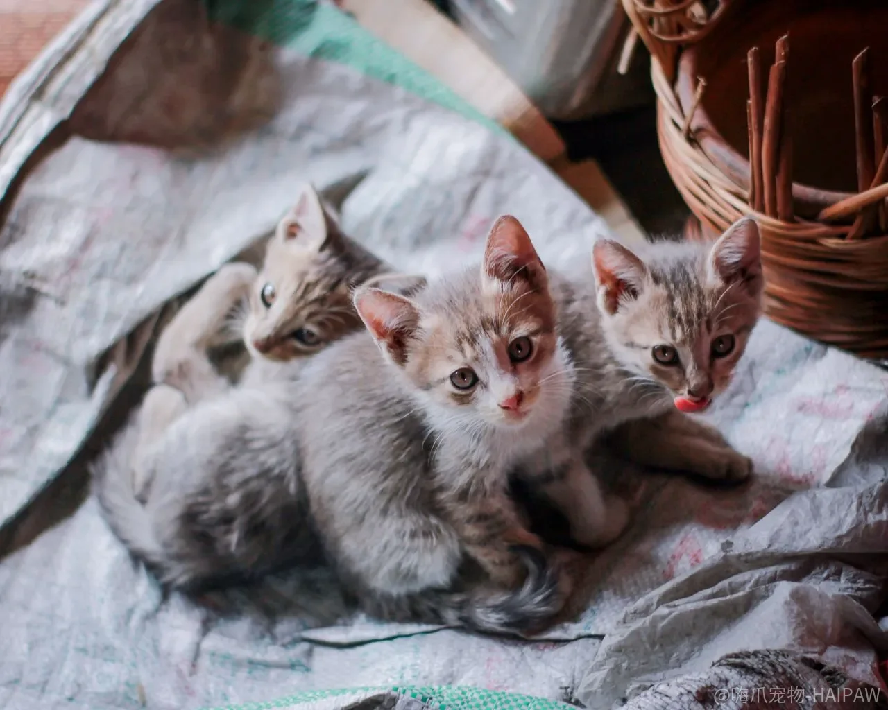 猫砂粉尘大只是呛人?猫咪呼吸道和泌尿系统的隐形负担 猫砂粉尘大只是呛人?猫咪呼吸道和泌尿系统的隐形负担