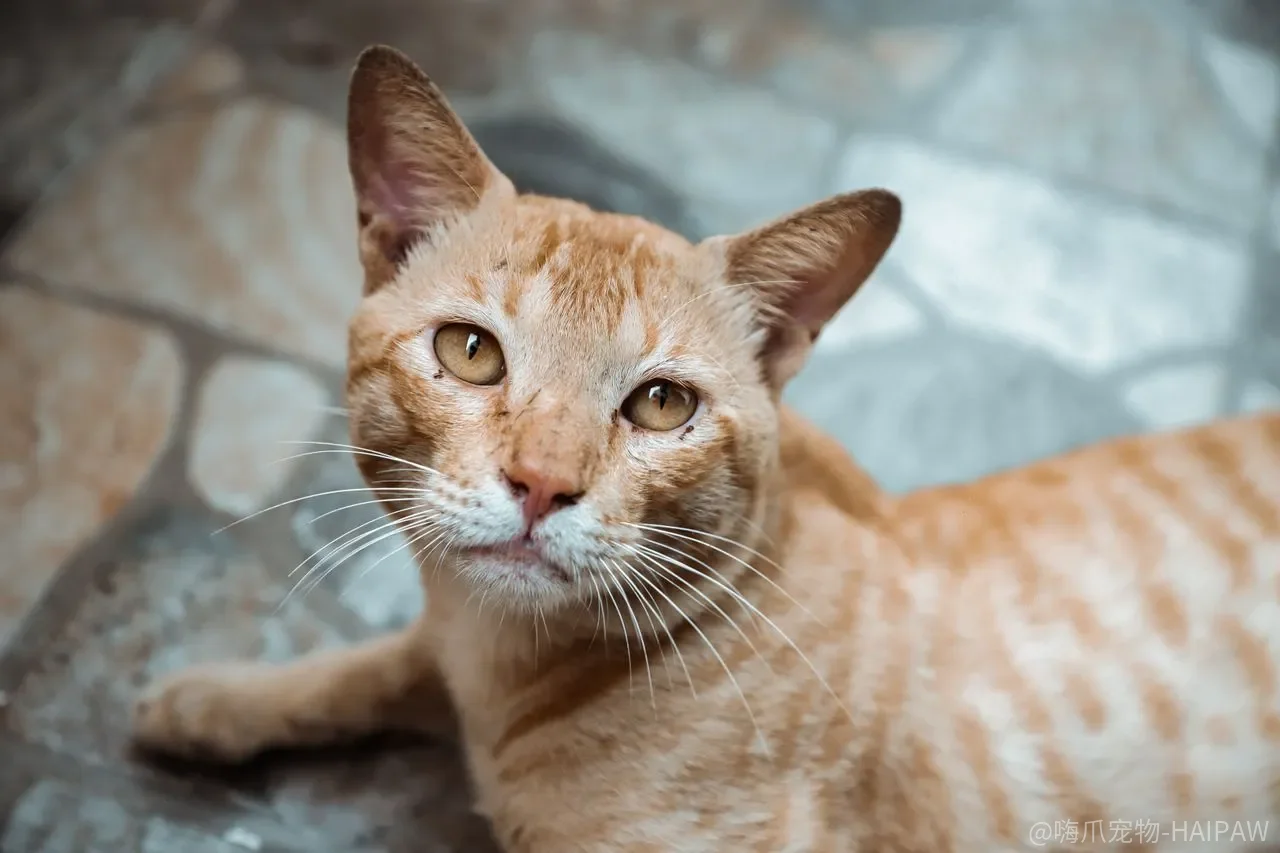 猫胖点才可爱？肥胖正在偷走它的关节、皮肤和寿命