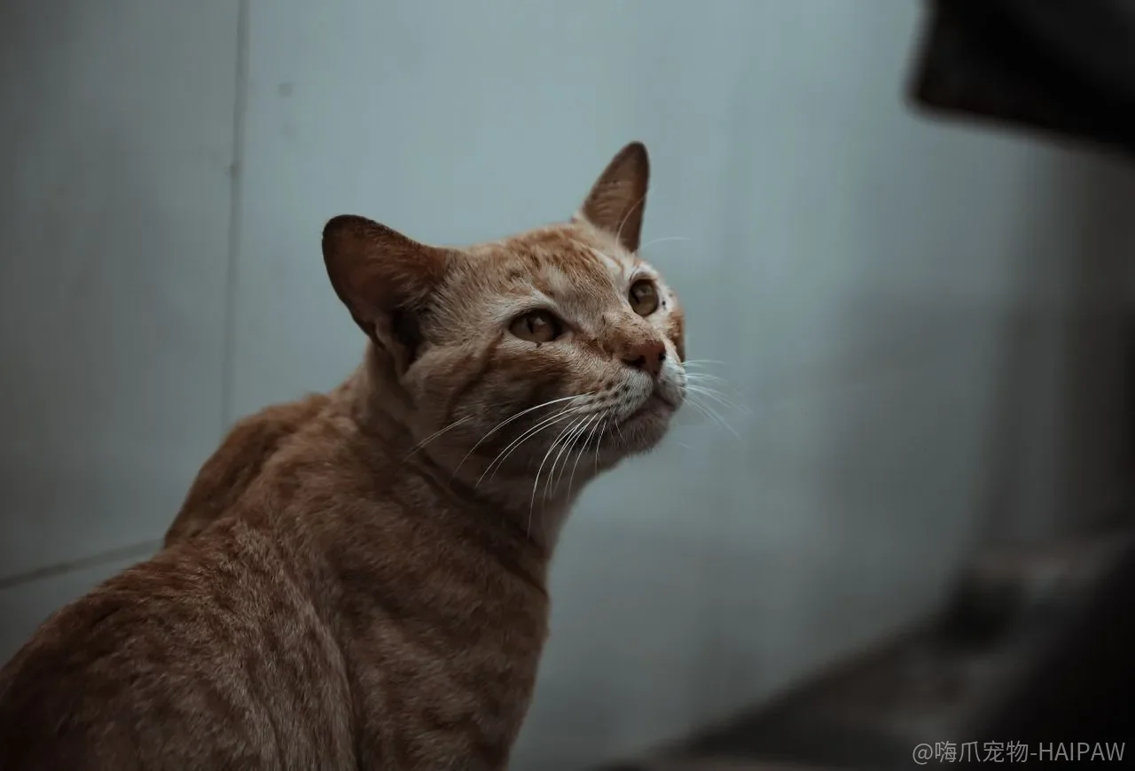 猫咪不出门就不用驱虫?室内猫的感染路径可能比你想的多 猫咪不出门就不用驱虫?室内猫的感染路径可能比你想的多