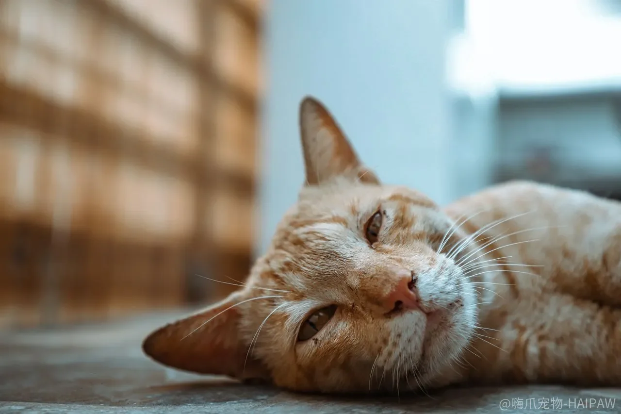 封闭式猫砂盆真的更除臭？四种猫砂盆类型的隐藏代价对比