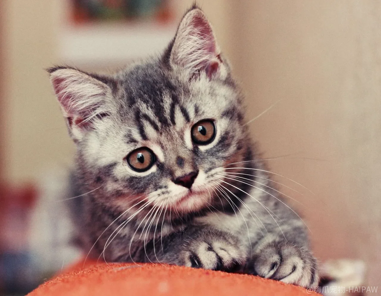 猫咪频繁进猫砂盆却尿不出?公猫尿道堵塞的黄金抢救窗口 猫咪频繁进猫砂盆却尿不出?公猫尿道堵塞的黄金抢救窗口