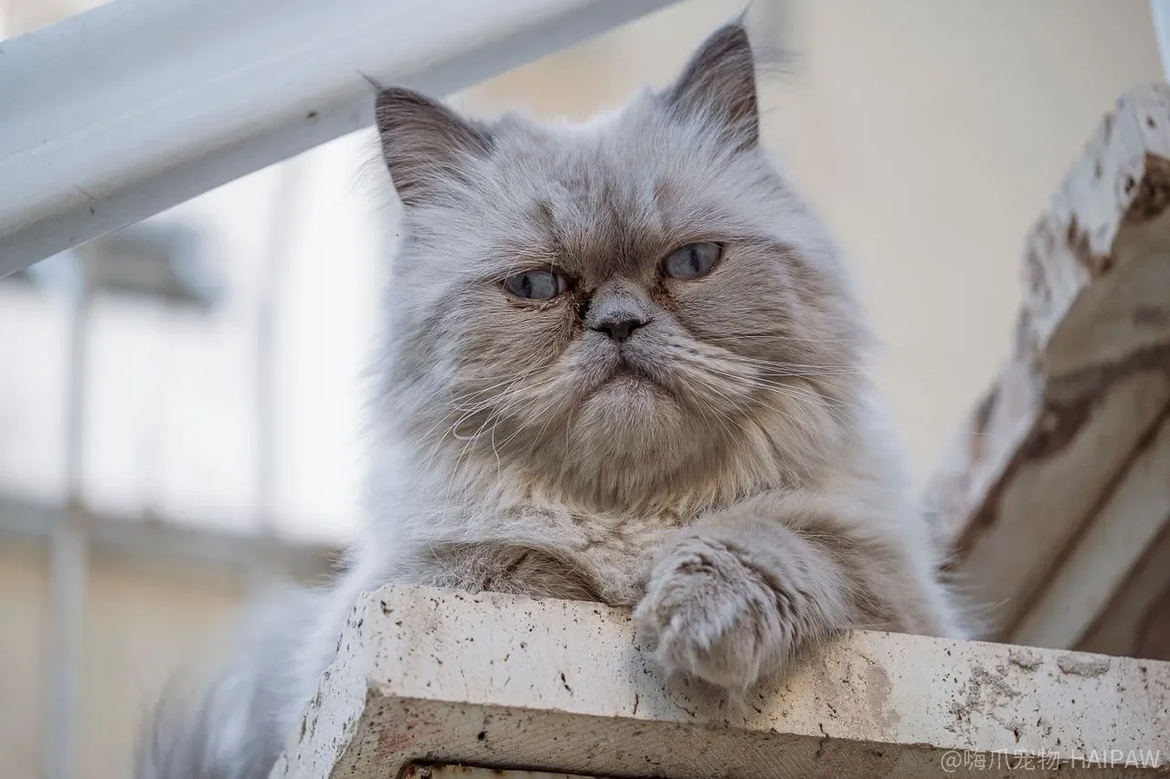 猫咪反复挠痒、呕吐、软便?食物过敏可能藏在每天那碗粮里 猫咪反复挠痒、呕吐、软便?食物过敏可能藏在每天那碗粮里