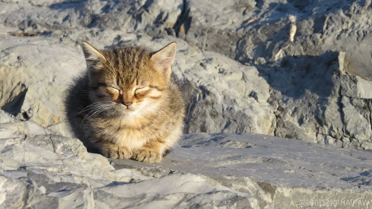 猫咪踩奶只是撒娇？从幼猫哺乳到成年安抚的五种触发场景