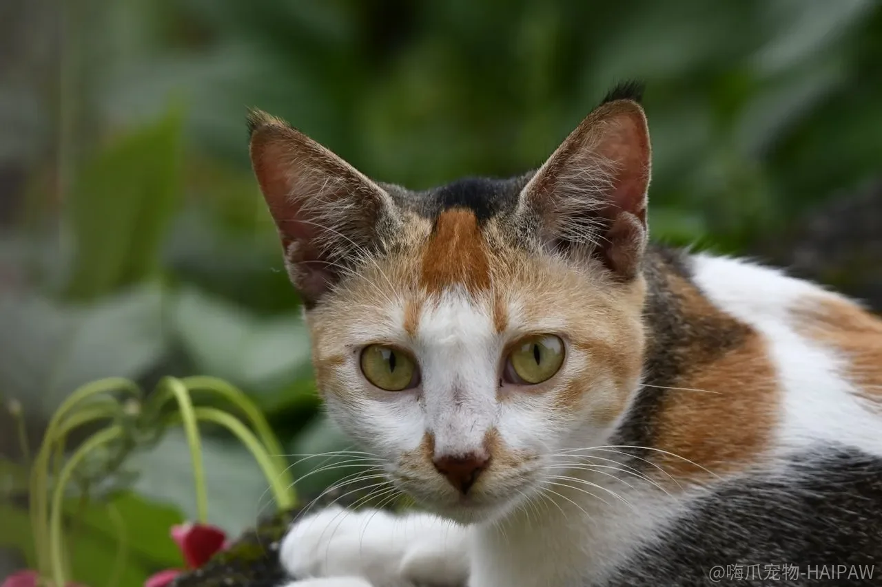 猫咪耳朵脏了就要洗？耳道结构和清洁频率可能和你想的相反