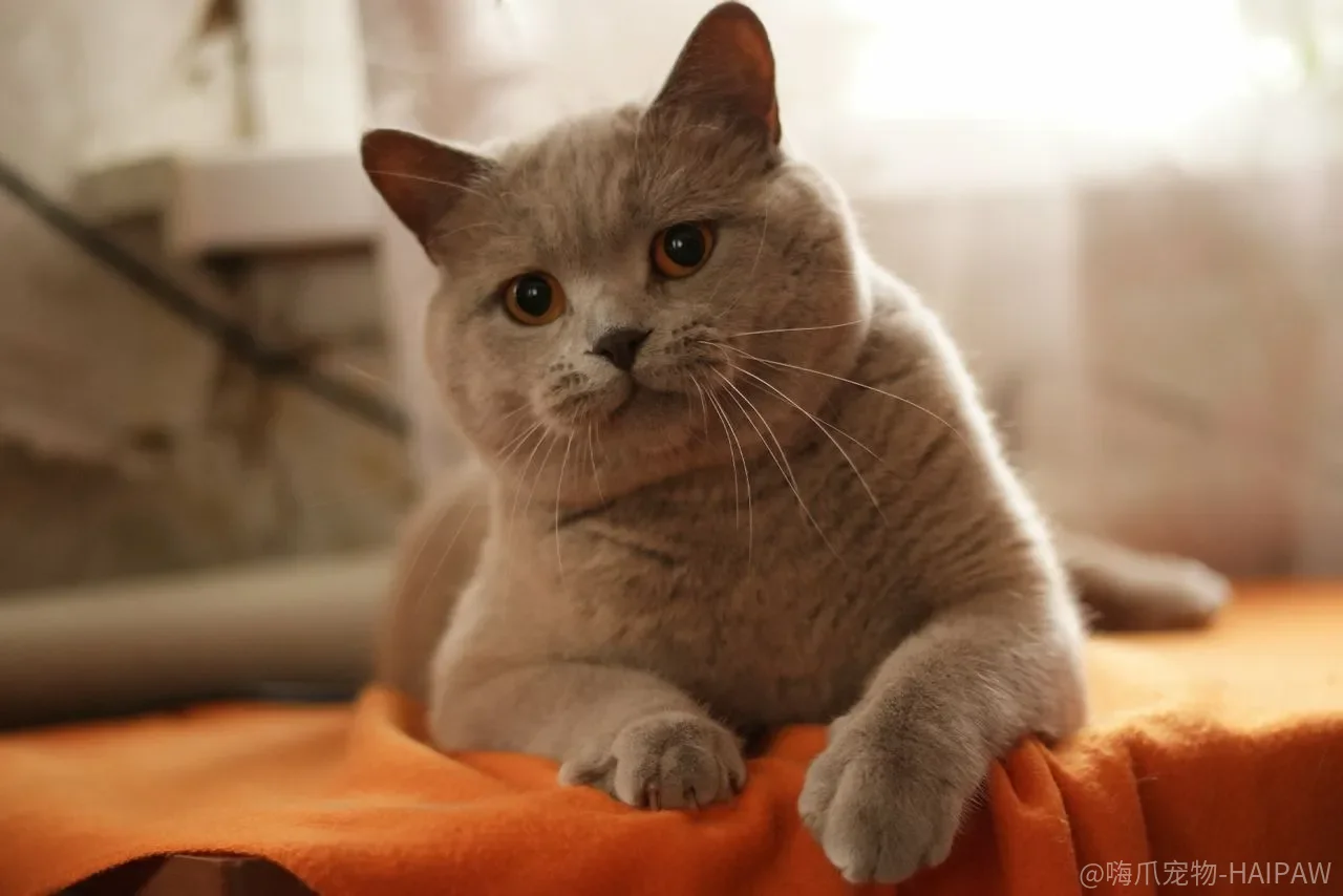猫糖尿病只能终身打针？早期发现可能让部分猫咪摆脱胰岛素