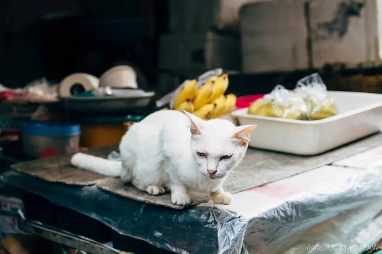 猫咪体检心脏正常就安全了？肥厚型心肌病可能正在悄悄增厚