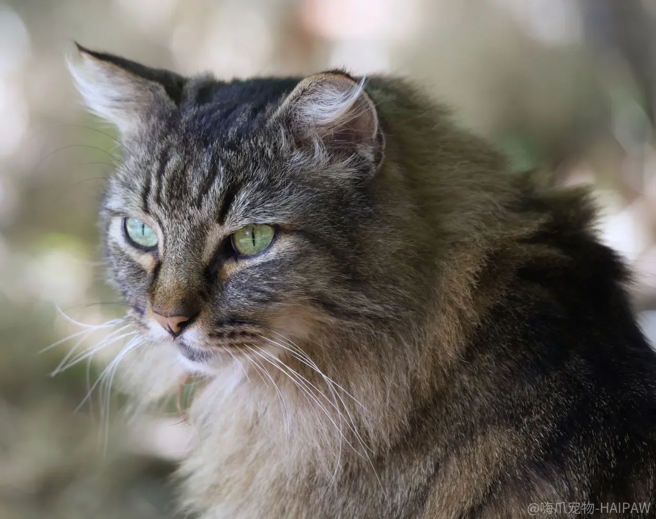 猫包和航空箱随便买一个就行？三种出行场景的需求完全不同