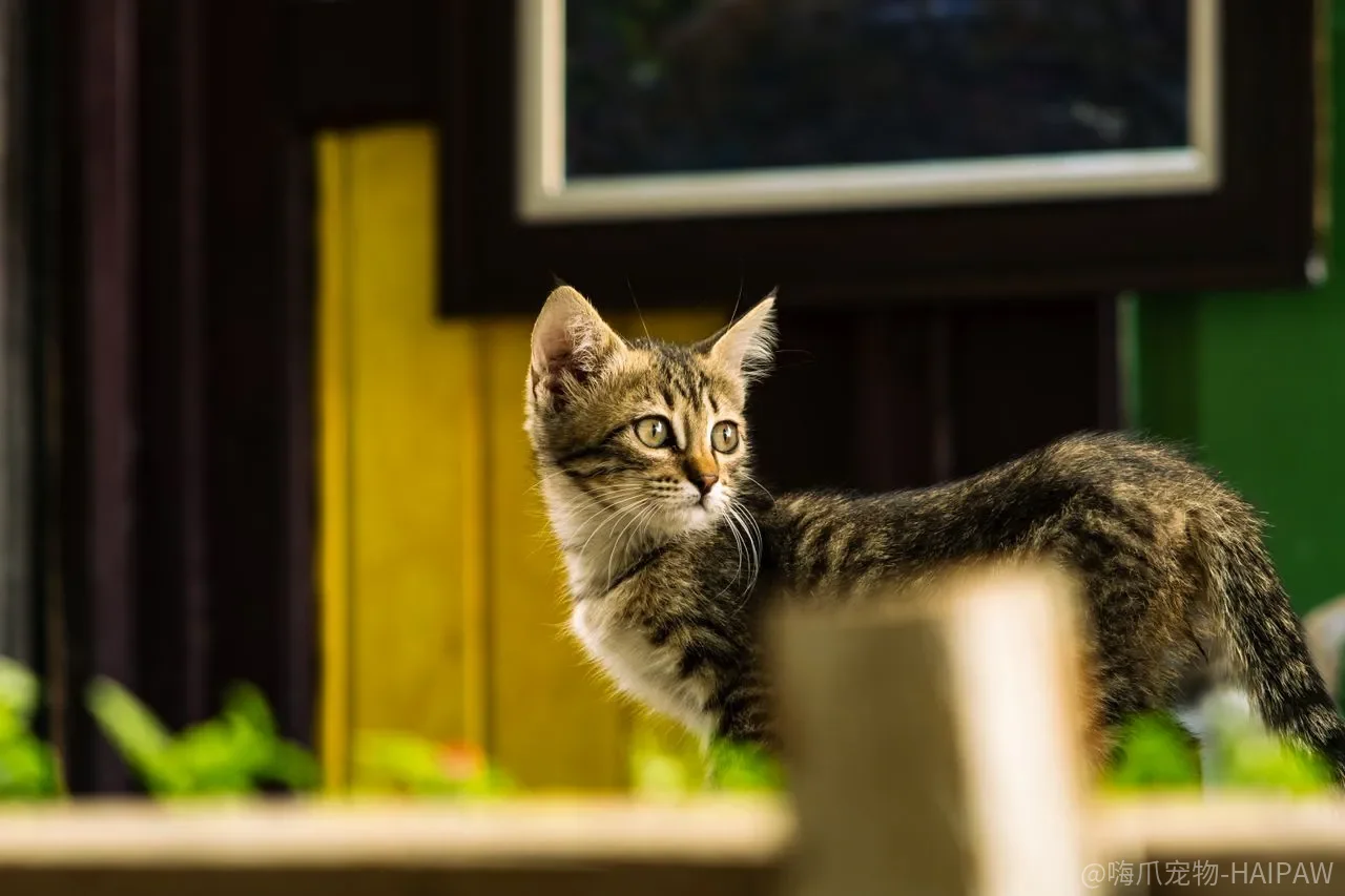 猫咪指甲剪到血线就晚了？修剪频率、工具选择和保定技巧