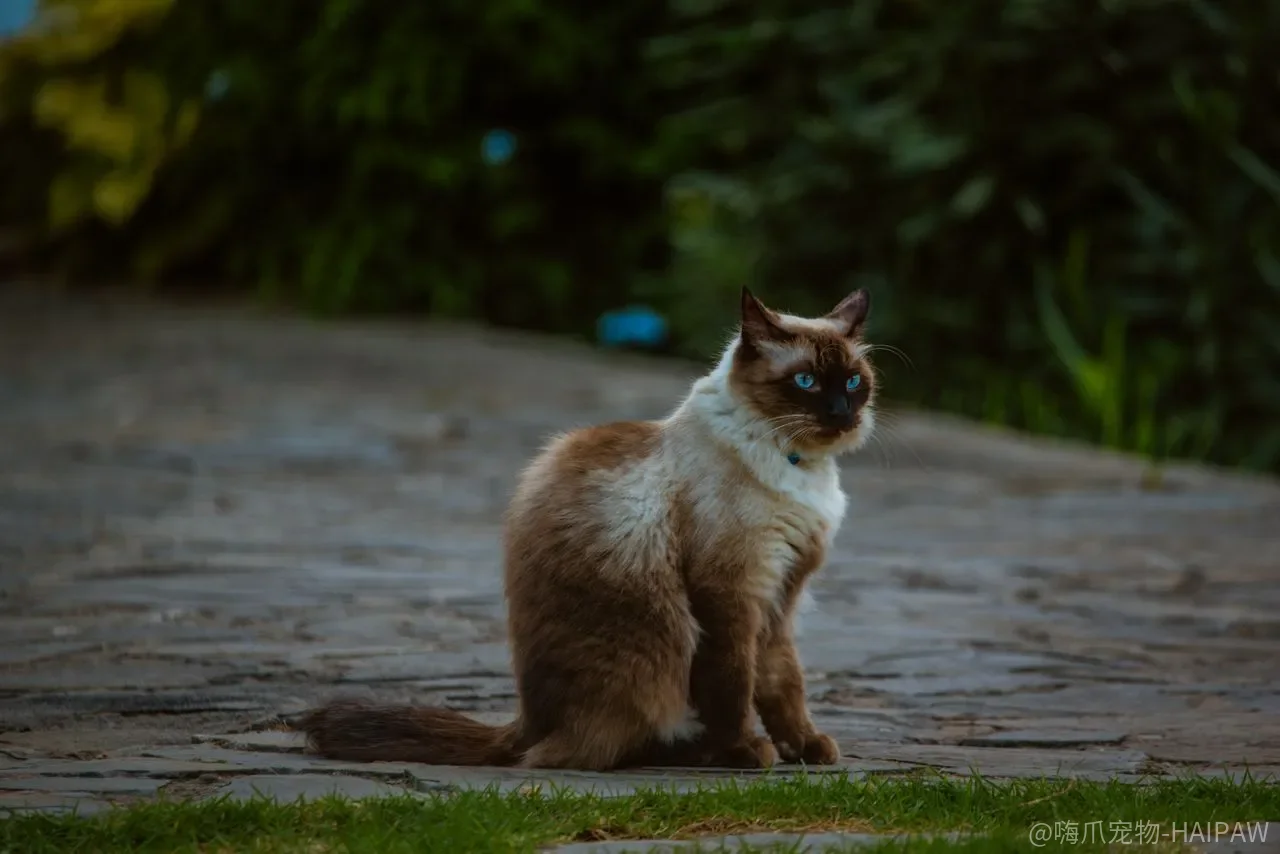 猫咪呕吐只是吐毛球？五种呕吐类型和就医信号