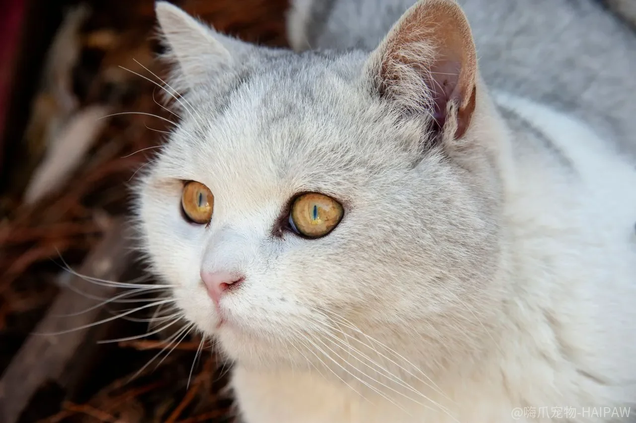 猫咪口臭只是嘴臭?牙结石、牙龈炎和牙吸收可能正在悄悄恶化 猫咪口臭只是嘴臭?牙结石、牙龈炎和牙吸收可能正在悄悄恶化