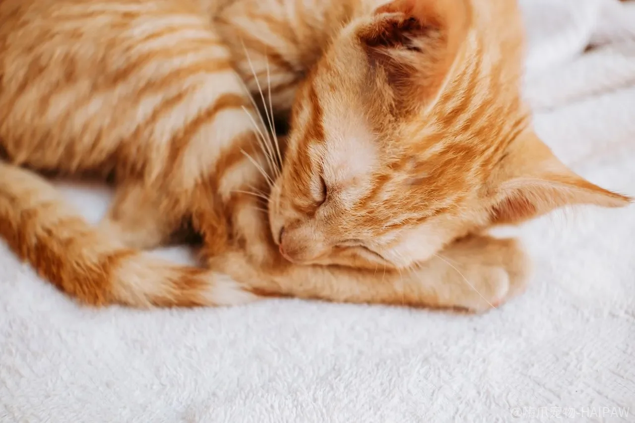 猫粮开封后随便放?氧化、受潮、生虫正在偷走营养 猫粮开封后随便放?氧化、受潮、生虫正在偷走营养