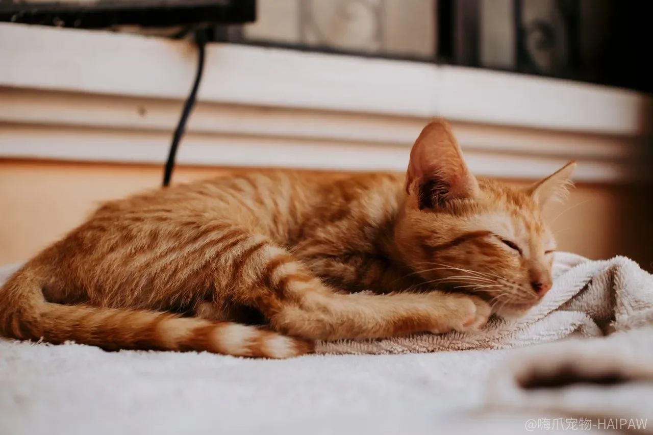 猫咪绝育后一定会变胖？代谢下降和食欲上升才是关键
