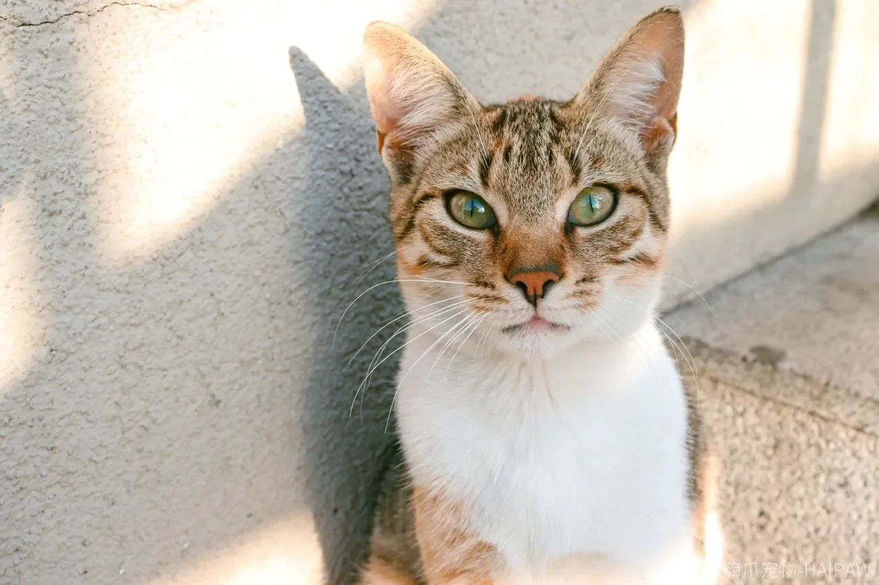 猫传腹还是绝症吗？从冠状病毒突变到治疗窗口的完整解读