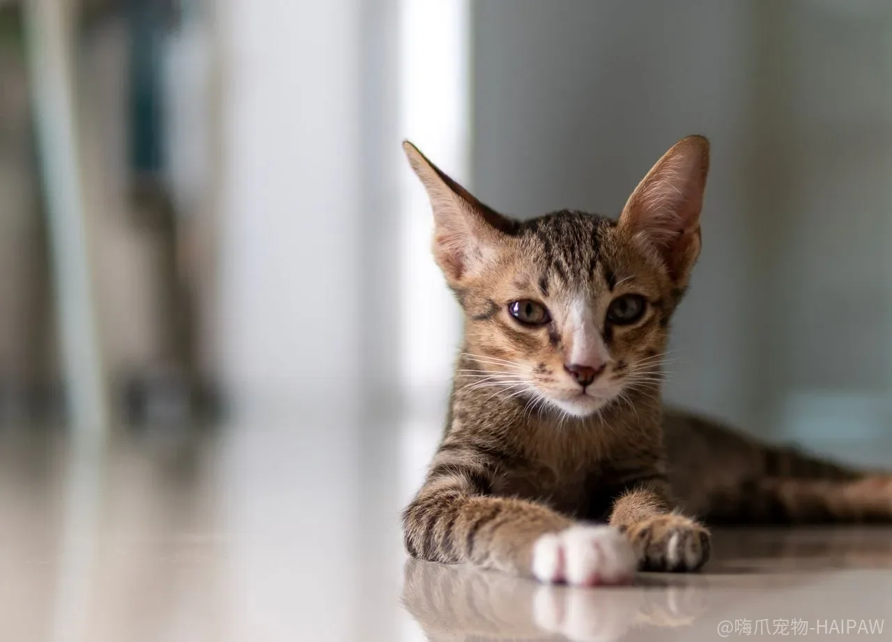 猫咪不出门也要洗澡？频率、香波和吹干的真实逻辑