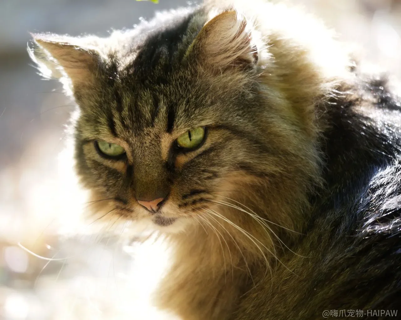 猫咪半夜跑酷只是白天睡多了？昼夜节律与狩猎本能才是根源