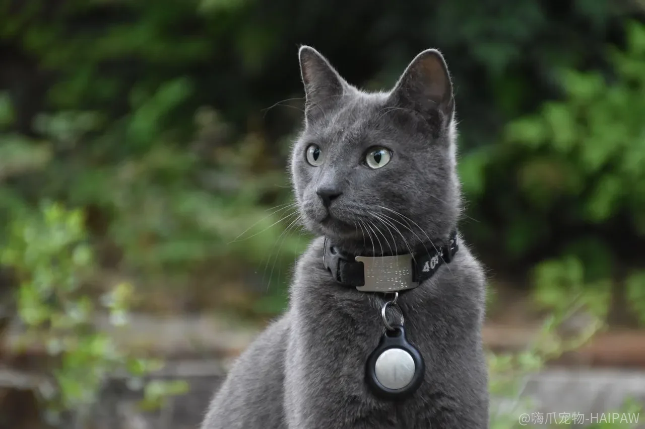 猫咪尾巴竖起来就是开心？六种尾巴姿态背后的真实情绪