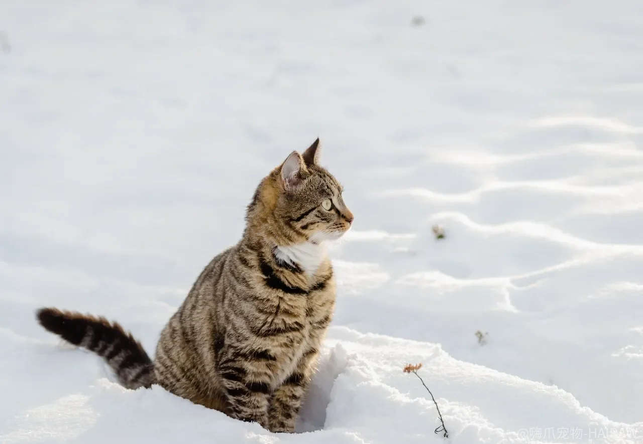 短毛猫不用梳毛?长毛猫梳毛越勤越好?不同毛质的梳理逻辑完全不同 短毛猫不用梳毛?长毛猫梳毛越勤越好?不同毛质的梳理逻辑完全不同