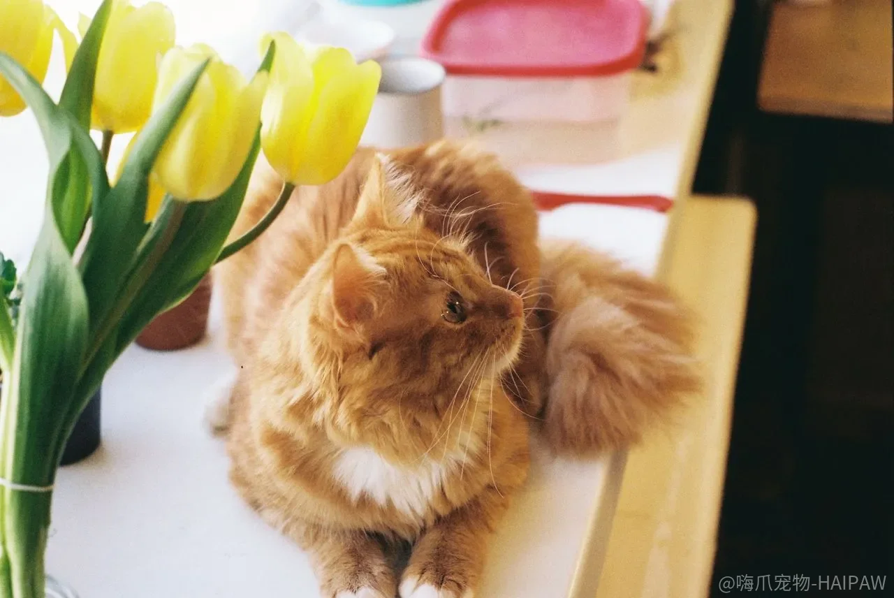 猫绝食三天就可能肝衰竭？脂肪肝的触发机制和营养支持逻辑