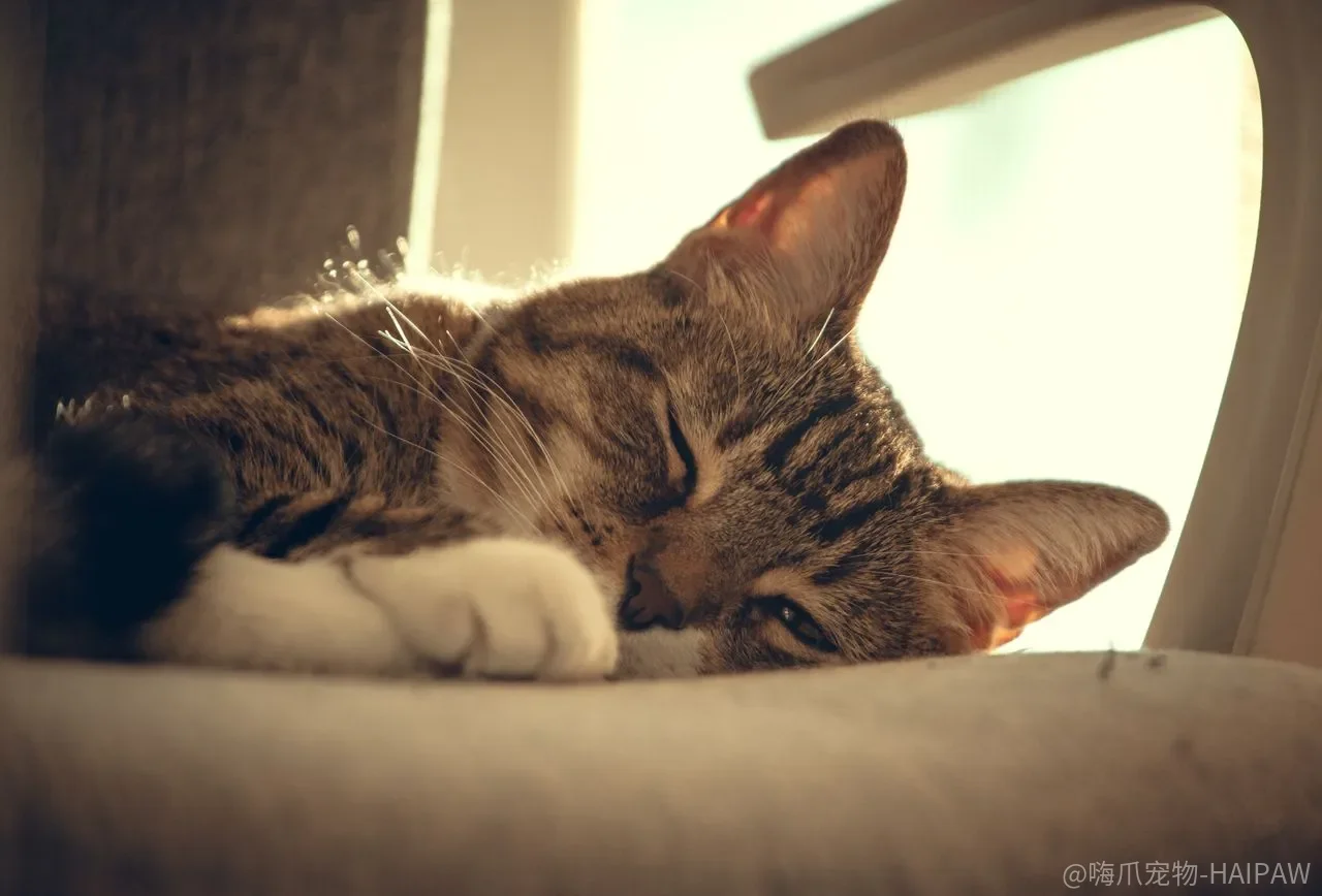 猫砂盆只铲不洗就够干净？消毒剂残留和生物膜可能比臭味更麻烦