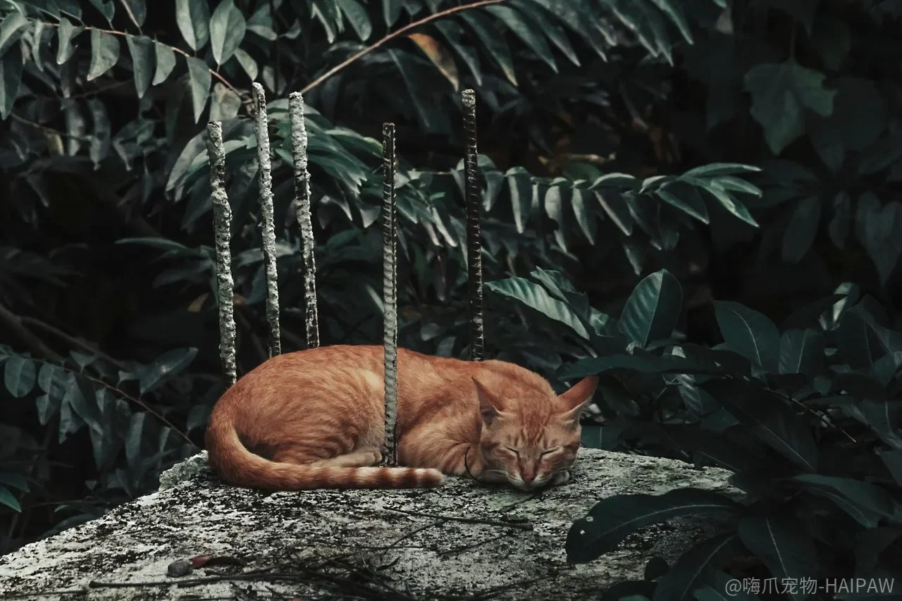 猫胰腺炎总被当成肠胃炎?反复呕吐腹痛背后的消化酶危机 猫胰腺炎总被当成肠胃炎?反复呕吐腹痛背后的消化酶危机
