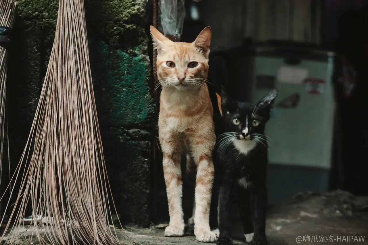 猫碗每天换水就干净了?生物膜和油脂残留可能比你想的更顽固 猫碗每天换水就干净了?生物膜和油脂残留可能比你想的更顽固