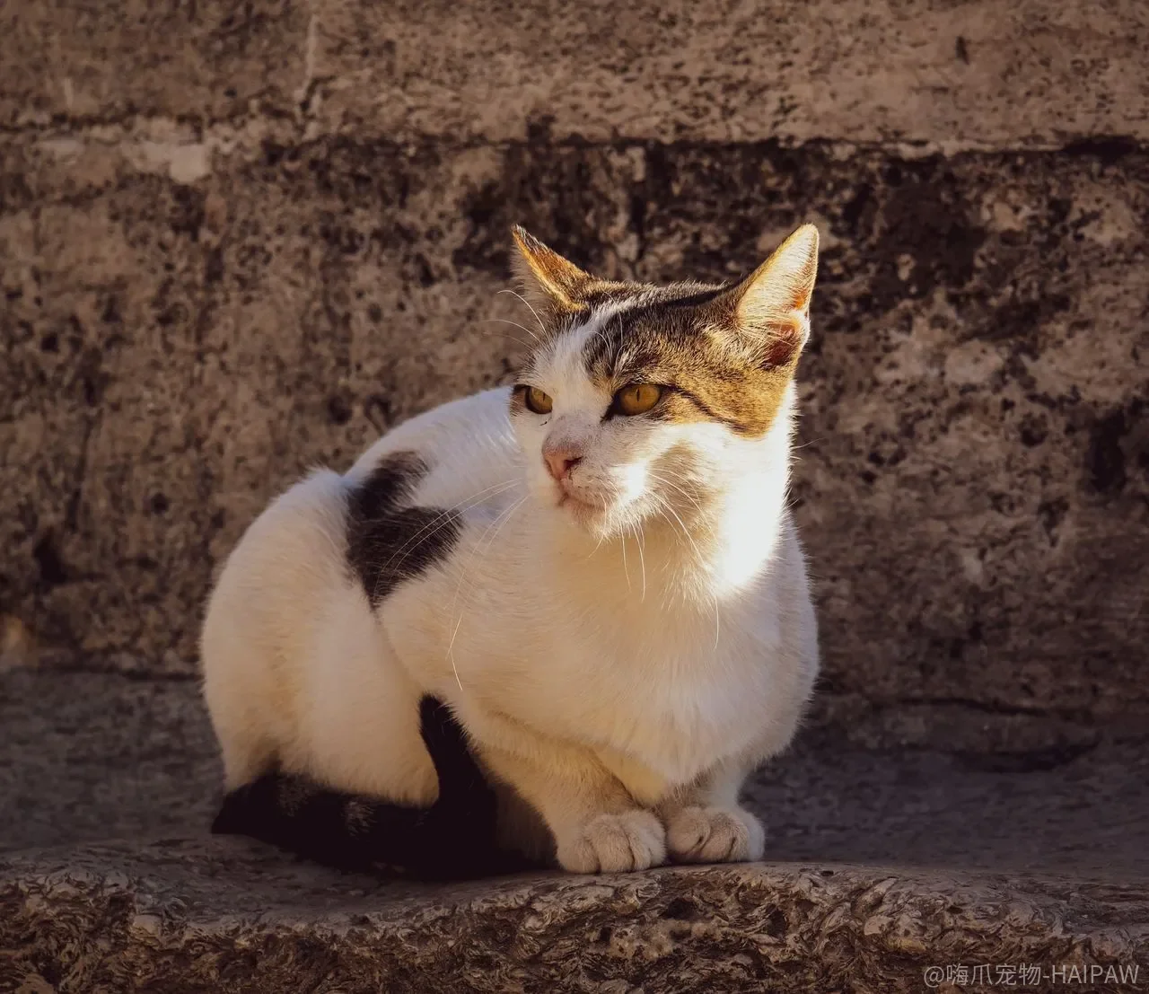 猫咪胡须剪掉会怎样？它失去的不只是几根毛