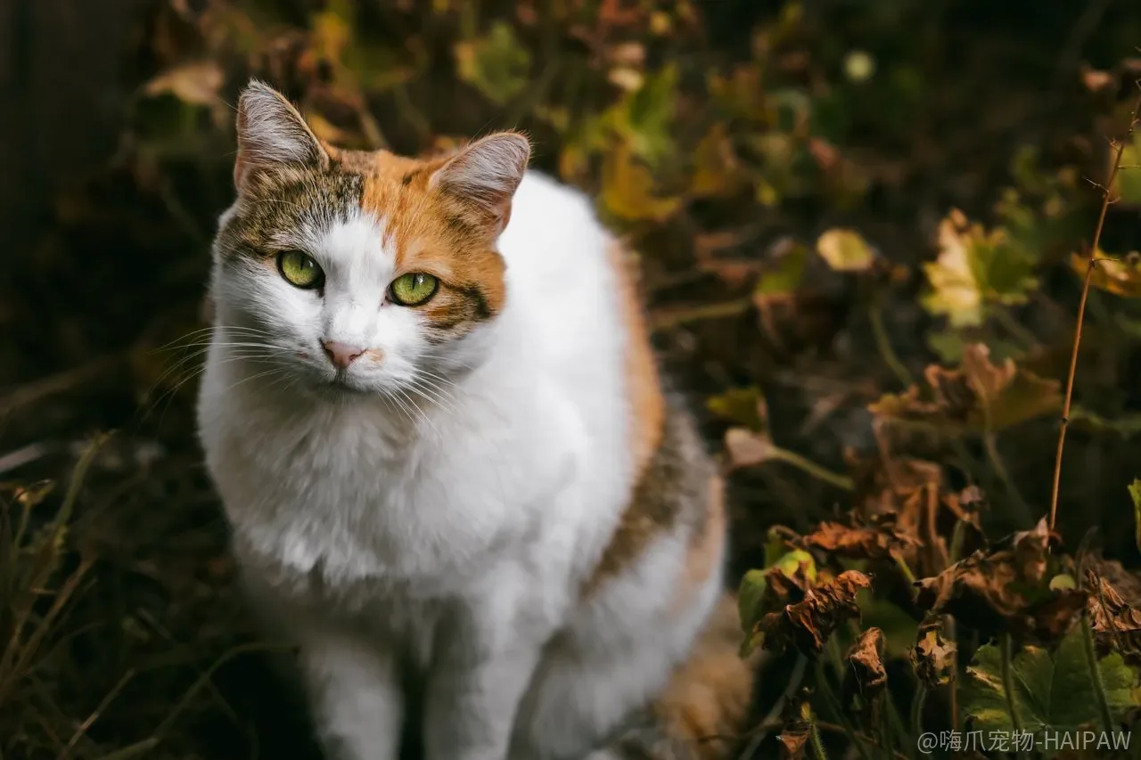 猫爪子出汗只是热?肉垫干裂、异物和指甲内翻可能正在被忽略 猫爪子出汗只是热?肉垫干裂、异物和指甲内翻可能正在被忽略