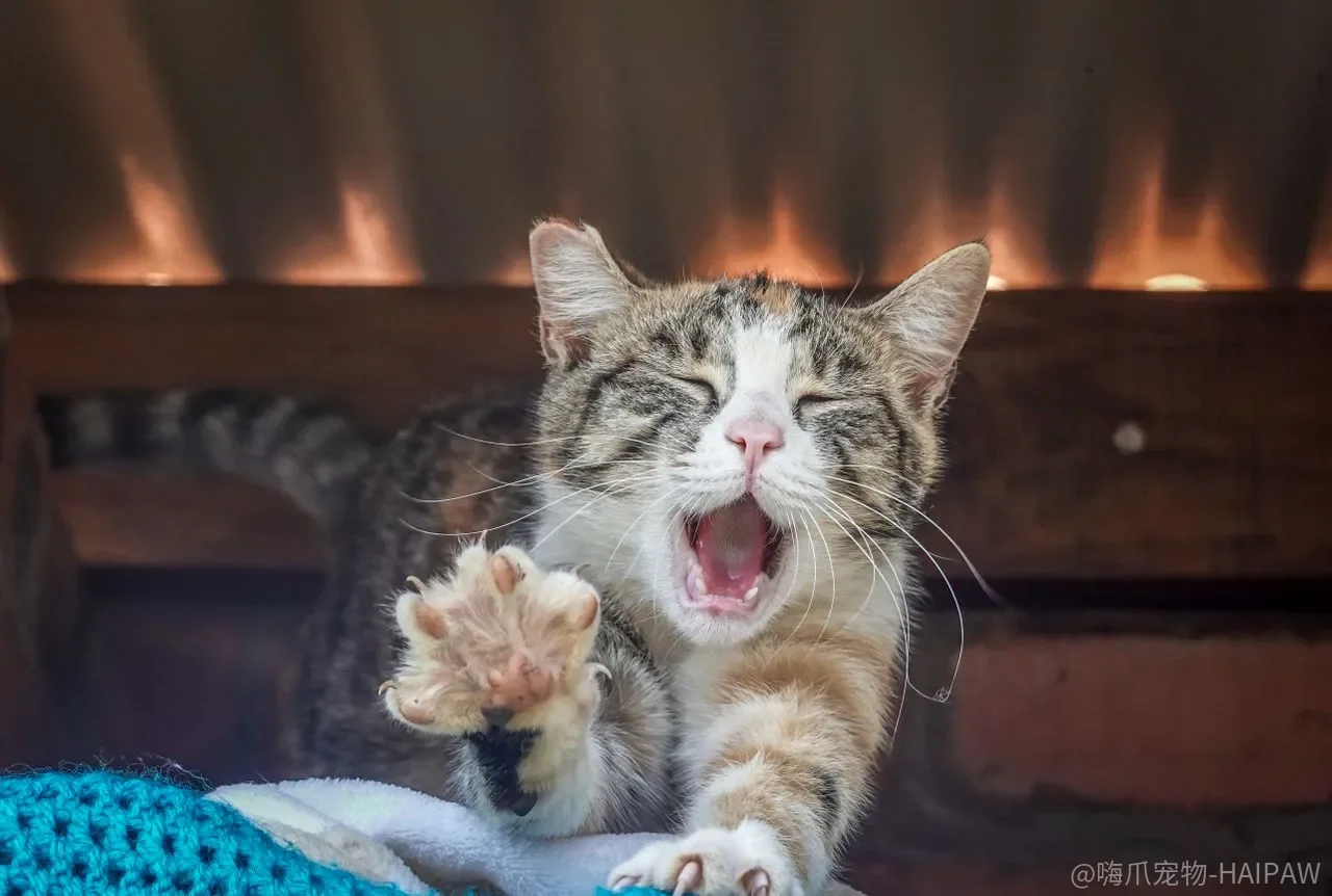 猫咪眼屎多只是上火？泪痕、结膜炎和角膜溃疡可能正在恶化