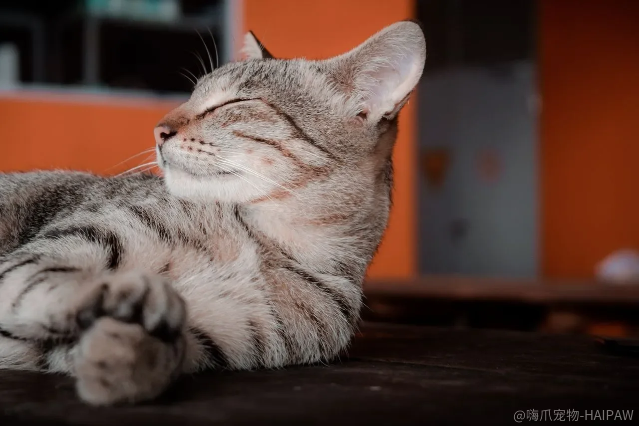 猫瘟只靠疫苗就够了吗?幼猫最危险的病毒性肠炎全程解读 猫瘟只靠疫苗就够了吗?幼猫最危险的病毒性肠炎全程解读