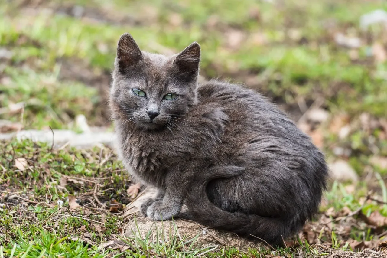 猫半夜嚎叫、迷路、盯着墙只是老糊涂?认知功能障碍的识别与家庭支持 猫半夜嚎叫、迷路、盯着墙只是老糊涂?认知功能障碍的识别与家庭支持
