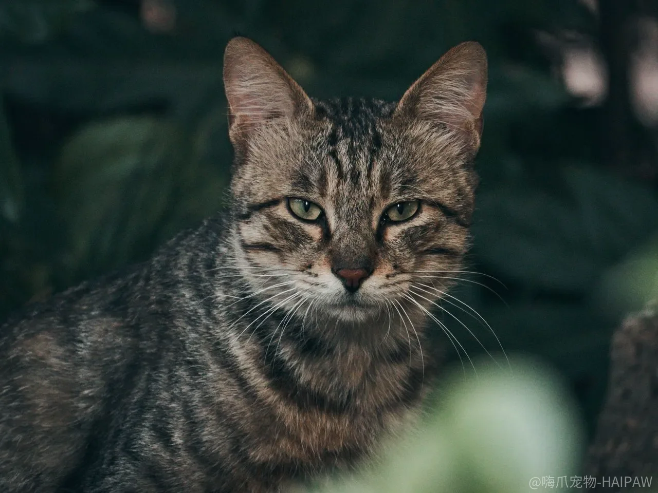 猫跳不上高处只是老了?关节炎疼痛可能正在被忽略 猫跳不上高处只是老了?关节炎疼痛可能正在被忽略
