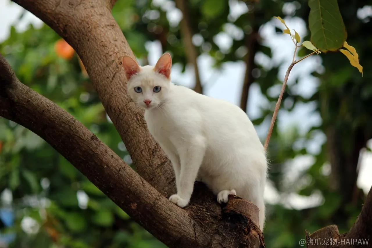 猫砂选错比不铲屎还麻烦？五种材质脚感、粉尘、结团和清理对比