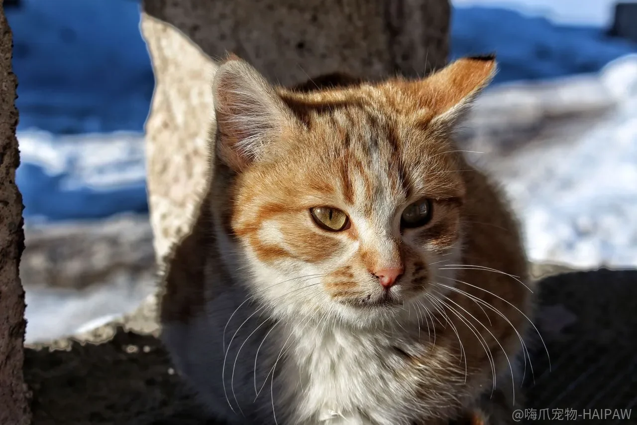 猫杯状病毒和疱疹病毒总是分不清？症状、治疗和预防一次讲透