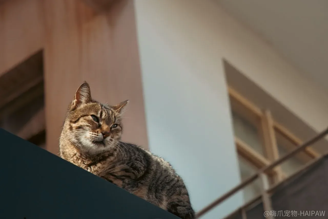 猫腹泻只是吃坏了肚子？六种粪便形态指向完全不同的原因