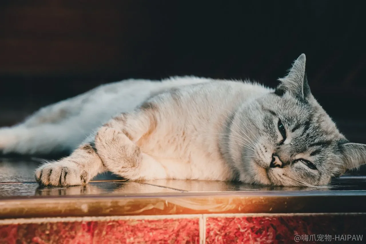 猫白血病和猫艾滋是一回事吗？传播、症状、检测和预防的完整对比