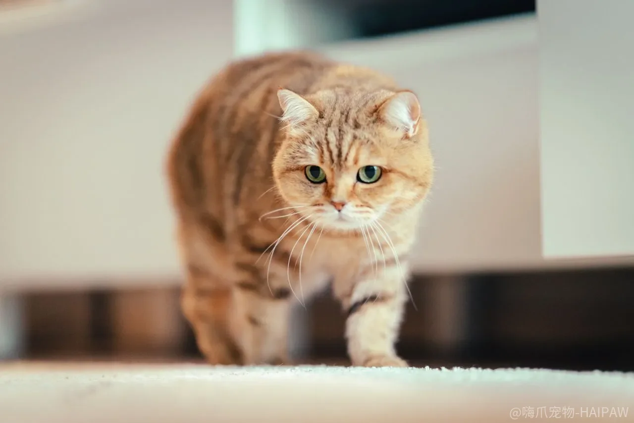 猫草、化毛膏、南瓜泥,排毛球到底该选哪个? 猫草、化毛膏、南瓜泥,排毛球到底该选哪个?
