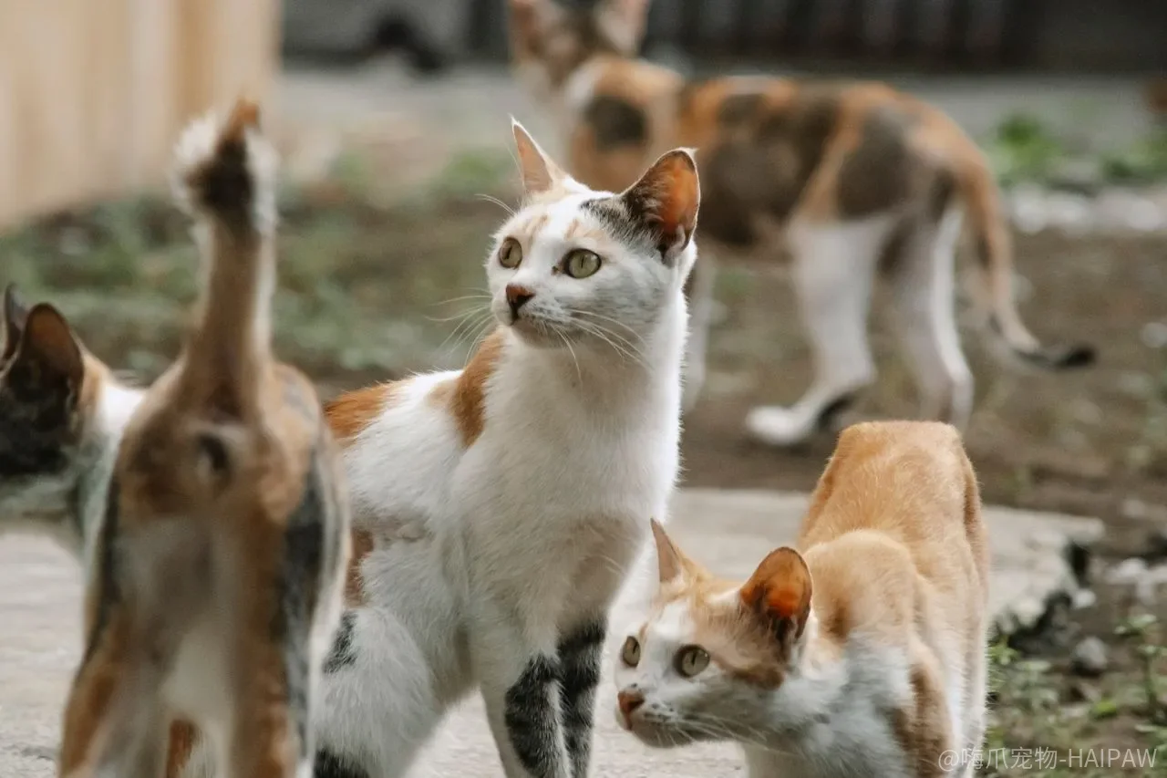 猫粮成分表前五位都是肉就一定是好粮?肉粉、谷物和添加剂怎么看 猫粮成分表前五位都是肉就一定是好粮?肉粉、谷物和添加剂怎么看