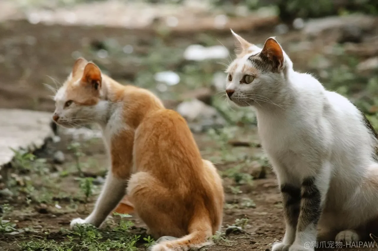 猫到底需不需要洗澡？室内猫的洗护逻辑和应激管理